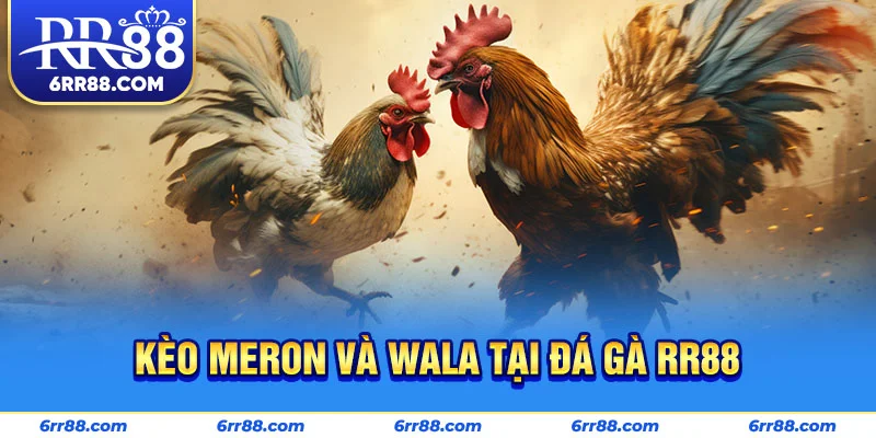 Kèo Meron và Wala tại Đá Gà RR88